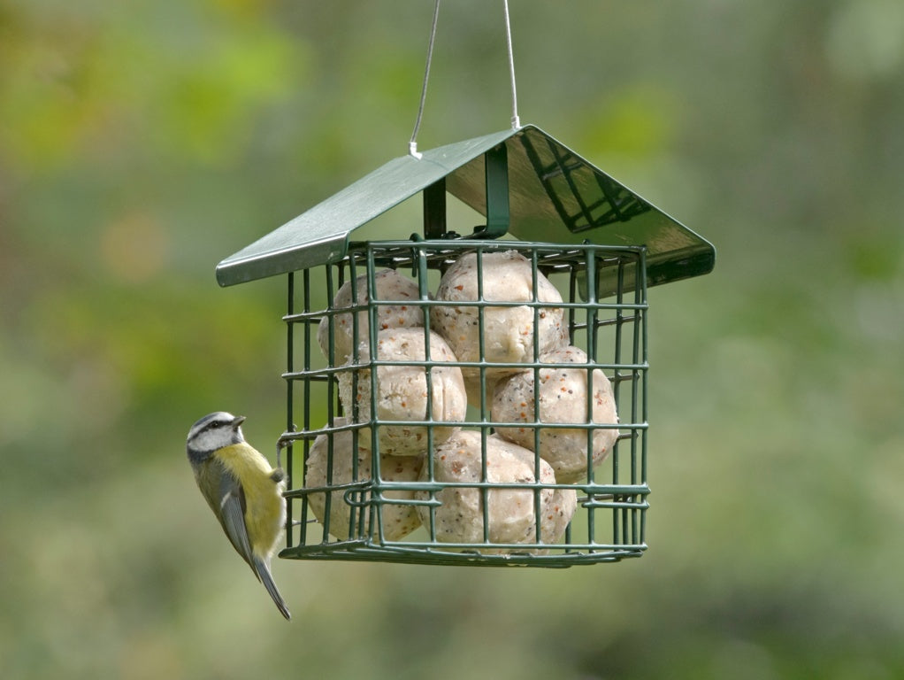 Rspb Super Suet Fat Balls Pack 6