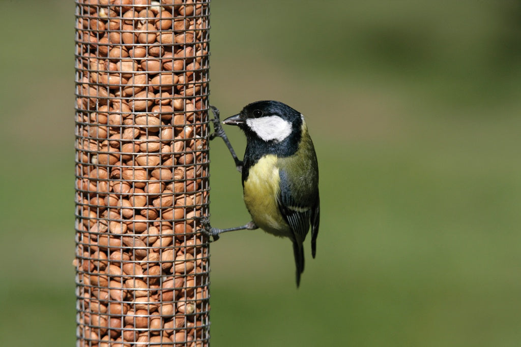 Rspb Peanuts 900g
