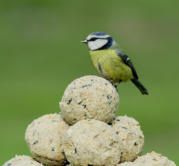 Rspb Super Suet Fat Balls Box 50