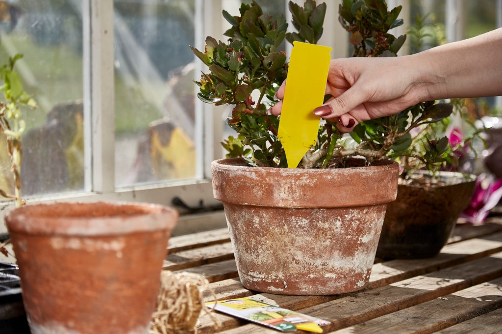 Zero In Pot Plant Bug Traps 5 Pack