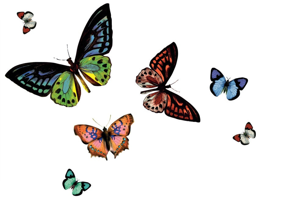 D C Fix�� Rio Placemat Butterfly Transparent Pack 12