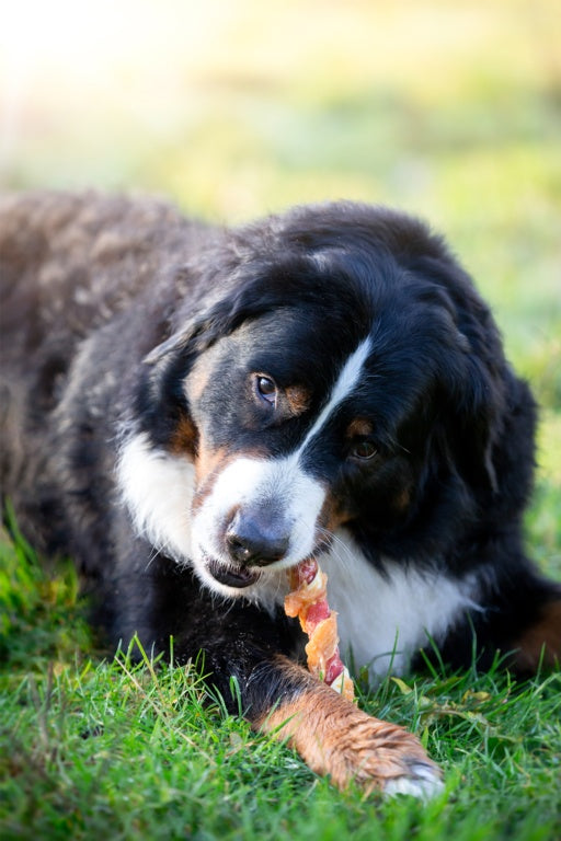 Rosewood Trio Sticks With Chicken Dog Treats Large