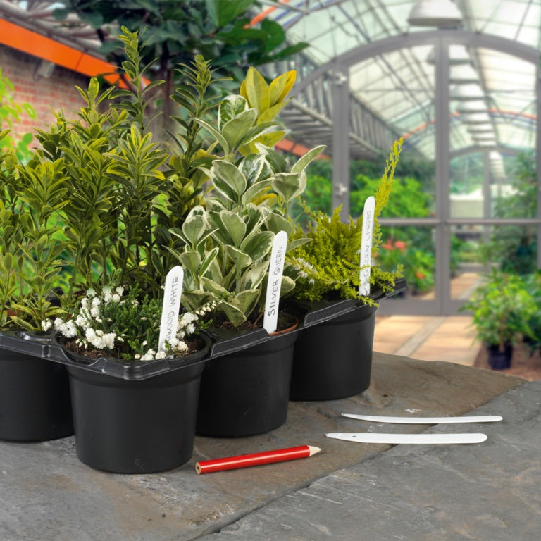 Ambassador Plant Labels & Pencil Pack 50 4"